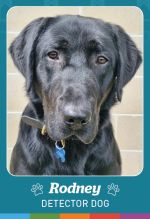 Photo shows detector dog Rodney