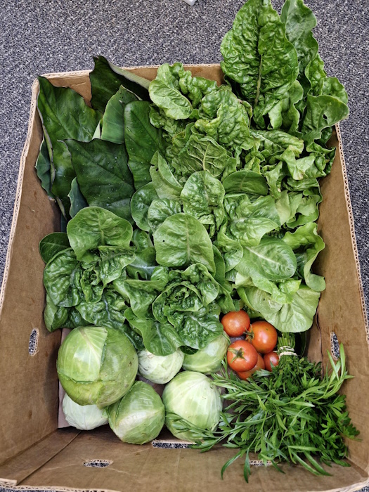 Veggies from the garden donated to Women's Refuge