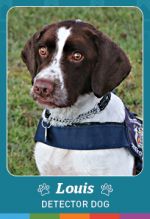 Photo shows detector dog Louis