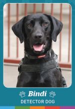 Photo shows detector dog Bindi