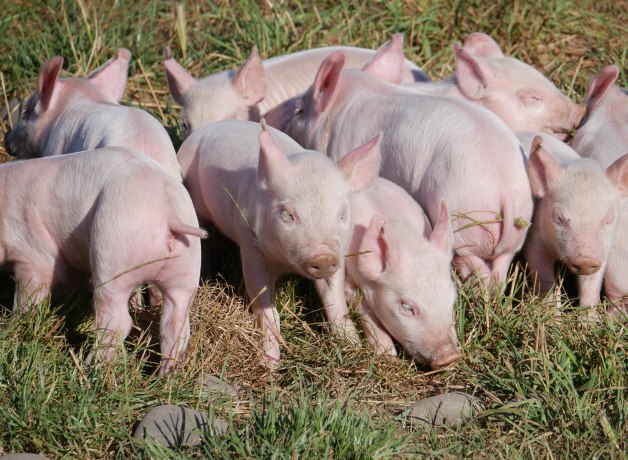 Piglets run free in the sunshine at Christchurch Men's Prison.