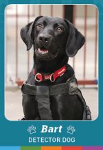 Photo shows detector dog Bart