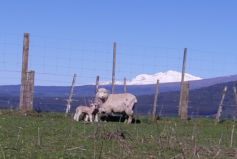 New lambs at Tongariro Prison.