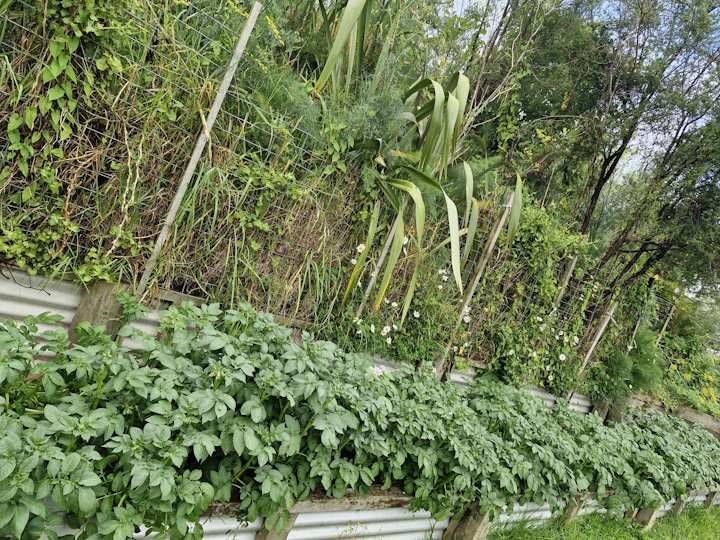 The bountiful potato garden