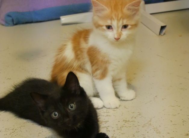 Kittens from the Arohata Upper Prison Kitten Rescue Programme.