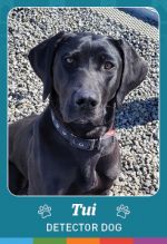 Photo shows detector dog Tui