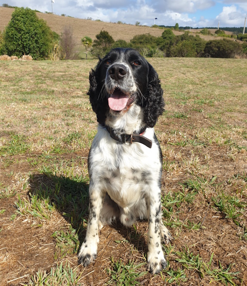 During a routine search of visitors entering the site, detector dog Kato became suspicious of a particular individual.