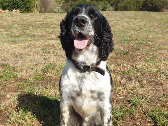 Detector dog Kato sniffs out contraband image