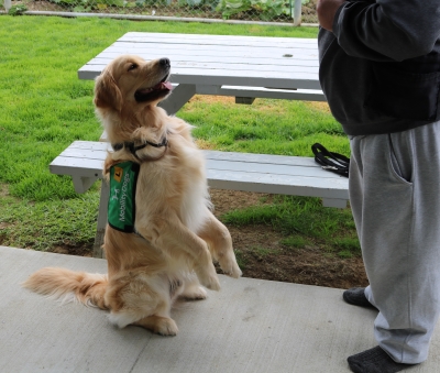Mobility dog being trained by a prisoner