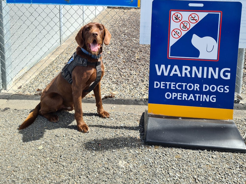 Baz the Detector Dog sitting beside a sign saying Detector Dogs  Operating.