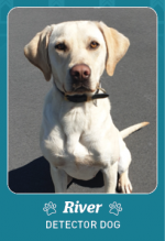 Photo shows detector dog River